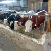 گوساله نر سیمینتال