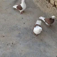 پشتدار و شازده