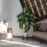 گل طبیعی|گل و گیاه طبیعی|ایلام, |دیوار