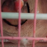 یک جفت برزیلی|پرنده|قشم, |دیوار