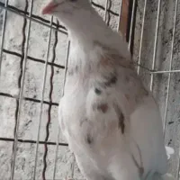 یک جوجه و جوونه|حیوانات|بیرجند, |دیوار