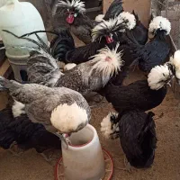 تخم مرغ نطفه‌دار نژاد لوهمن، لهستانی، آیسبار،سلطان