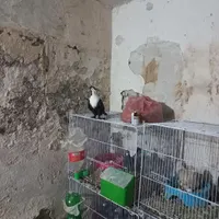 جفت ریش سیاه