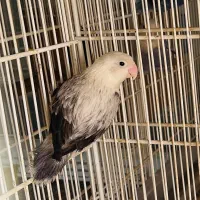 طوطی برزیلی یووینگ بلک ماده و کارداده