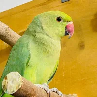 طوطی ملنگوی نر/معاوضه هم میکنم/گرینچیک/راهب