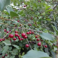 فروش باغ ۸۰۰ متری در رضوانشهر|فروش زمین و ملک کلنگی|اصفهان, باغ فردوس|دیوار