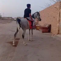 با سلام اسب خیلی خوشتیپ|اسب و تجهیزات اسب‌سواری|میبد, |دیوار