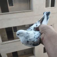 نرو ماده با جوجه|پرنده|پردیس, فاز ۸|دیوار