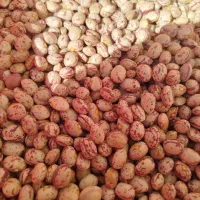 لوبیا چیتی|عمده‌فروشی|بزینه رود, |دیوار