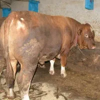 قصاب سیار گاو گوسفند