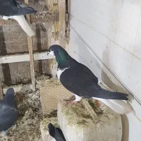 کبوتر شیرازی و پلاکی|پرنده|ساوه, |دیوار