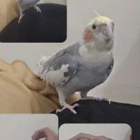 واگذاری  عروس|پرنده|اهواز, ۲۰۰۰واحدی|دیوار