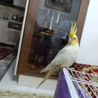 عروس هلندی ماده بالغ|پرنده|نیشابور, کوی حسینی|دیوار