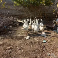 قوغاز|حیوانات مزرعه|گنبد کاووس, |دیوار