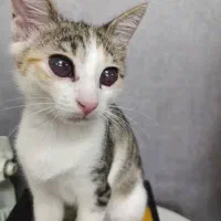 گربه واگذاری رایگان|گربه|رشت, دیانتی|دیوار