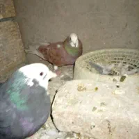 کبوتر شازده