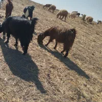 بز آبستن وعالی|حیوانات مزرعه|دهدشت, |دیوار