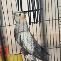 عروس هلندی نر