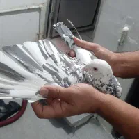 کفتر شهرستانی