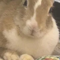 خرگوش|موش و خرگوش|ایلام, |دیوار