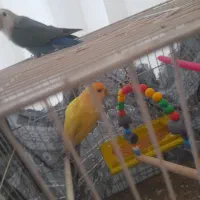 فروش عروس هلندی با کوتوله برزیلی و فنچ با وسایل|پرنده|تربت‌حیدریه, یحیی آباد|دیوار