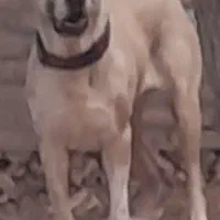 ماده خراسانی اصیل