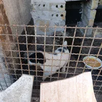 سگ پاکوتاه|سگ|مشهد, پورسینا|دیوار