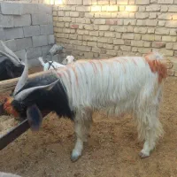 کهره بره چبش بز