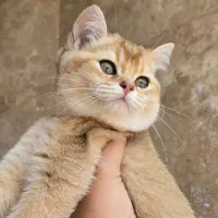 گربه اسکاتیش ماده 45 ملیون