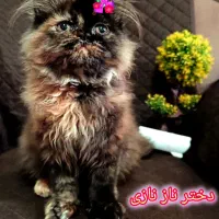 گربه پرشین|گربه|رشت, گلسار|دیوار