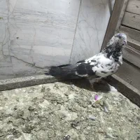 کفتر|پرنده|پاکدشت, پاکدشت (مامازند)|دیوار