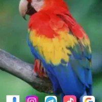 شیاومی ردمی