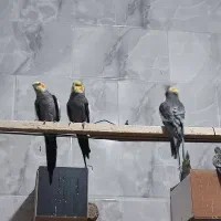 عروس هلندی|پرنده|یزد, |دیوار