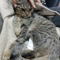 واگذاری 7 گربه