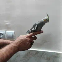 فروش عروس هلندی