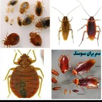 سمپاشی100%ضمانتی باغستان گلشهرطالقانی حصارک