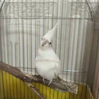 عروس هلندی نر سخنگو|پرنده|قم, هفت تیر|دیوار