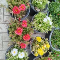 ناز آفتابی|حراج|کرج, کمال‌شهر|دیوار