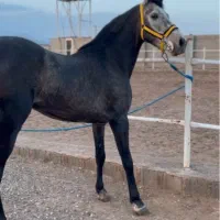 اسب نریون کره عقاب شریفی|اسب و تجهیزات اسبسواری|کرمان, |دیوار