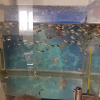 ماهی گوپی مولد