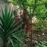 اجاره روزانه/هفتگی/ماهانه ویلا باغ روستایی|اجارهٔ کوتاه‌مدت آپارتمان و سوئیت|آمل, |دیوار