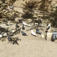 کبوتر