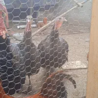 خروس وبوقلمون اورگانیک درشت|حیوانات مزرعه|قائمشهر, |دیوار