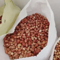 سنجد کوسرخ|خوردنی و آشامیدنی|کوهسرخ, |دیوار