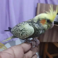 دو عدد عروس هلندی 35 روزه