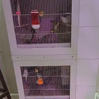 قفس ام دی اف دربهاپی وی سی