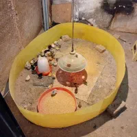 جوجه مرغ مینیاتوری|حیوانات مزرعه|پاکدشت, پاکدشت (مامازند)|دیوار