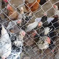 مرغ و خروس گلین