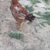 مرغ خروس