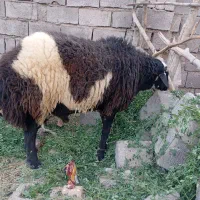 یک عدد غوچ|حیوانات مزرعه|اسماعیلی, |دیوار
